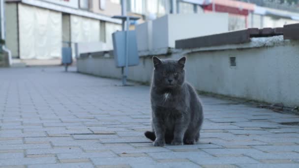 Katze Sitzt Auf Einer Straße Katze Leckt Sich Katzenwäsche — Stockvideo