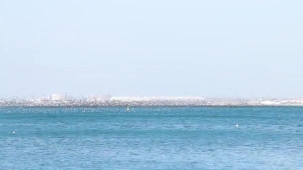 Птицы Летают Стае Над Морской Водой Низко Миграция Диких Птиц — стоковое видео