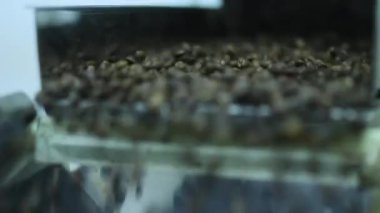 Kahve çekirdekleri dökün kaba, kahvenin Kavurma Makinesi.