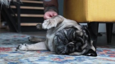 Sevimli pug köpek uyku ve dil yakın çekim yüzü mat katta yatıyordu