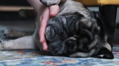 Sevimli, güzel pug uykulu yüz. Gözlerini açmak, uyanmak. Yakın çekim