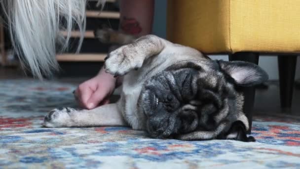 Close Gezicht Van Schattige Pug Puppy Hond Slapen — Stockvideo