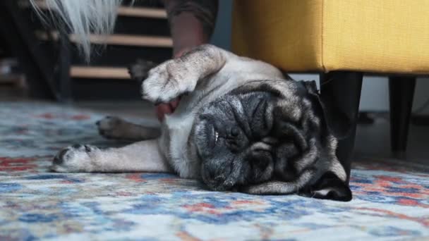 Schattige Mops Slapen Vloer Slaperige Kleine Hond Binnenshuis — Stockvideo