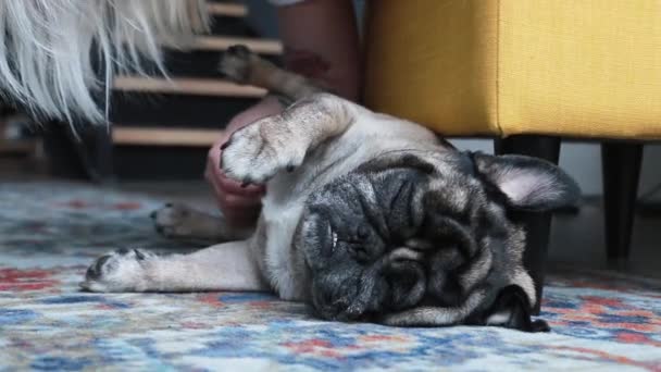 Niedlichen Mops Auf Dem Boden Schlafend Schläfriger Kleiner Hund Drinnen — Stockvideo