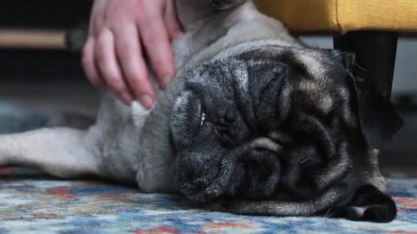 Cute Beautiful Pug Sleepy Face Opening Eyes Waking Close — Stock Video