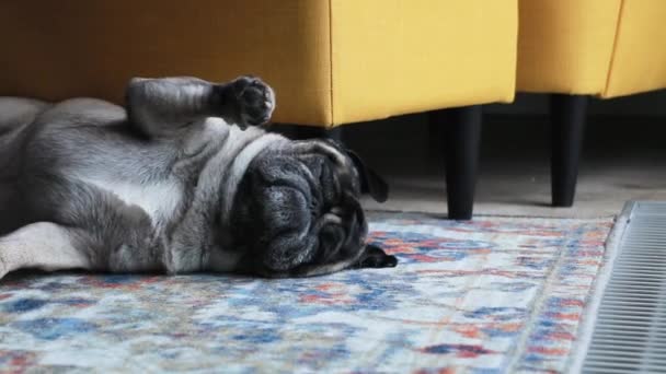 Cute Dog Pug Lies Chair Tired Calm Falls Asleep Close Stock