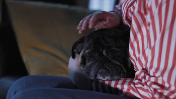 Mops Hund Liggande Pläd Strök Petting Kvinna Hand Härligt Ansikte — Stockvideo