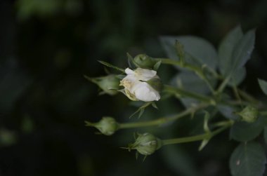Yeşil arka planda beyaz güller