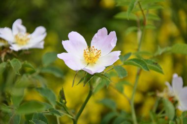 Güller çiçek açıyor bahar sabahı