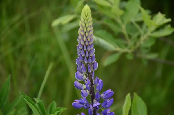 Beste Tijd Wilde Bloemen Zien Bloeien Plaats Van Rust — Stockfoto