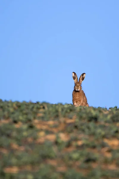 Jeden Zając Brązowy Lepus Europaeus Watchfully Siedzi Panoramę Przeciw Błękitne — Zdjęcie stockowe