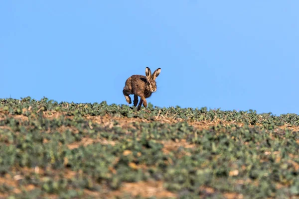 Lebre Castanha Solteira Lepus Europaeus Correndo Direção Câmera Horizonte Contra — Fotografia de Stock