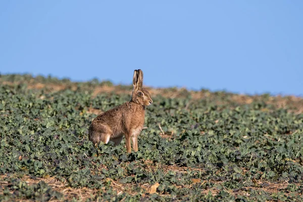 Single Brown Hare Lepus Europaeus Sentado Atentamente Dia Ensolarado — Fotografia de Stock