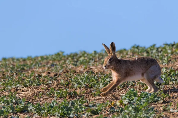 Zbliżenie Brown Zająca Lepus Europaeus Działa Prawej Lewej Jasny Słoneczny — Zdjęcie stockowe