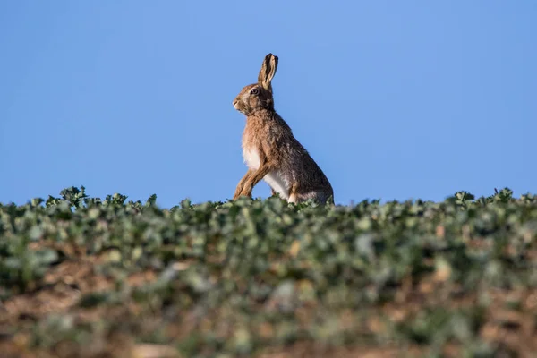 Sola Liebre Marrón Lepus Europaeus Pie Las Extremidades Traseras Perfil — Foto de Stock