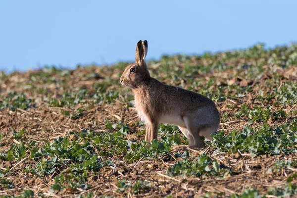 Close up of an alert Brown Hare (Lepus europaeus)  staanding staring to the left on a bright sunny day