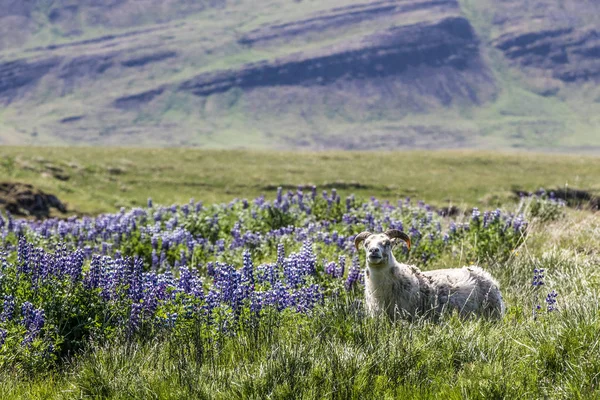 Hardy Icelandic Ewe Sheep Grazing Pasture Nootka Lupines Lupinus Nootkatensis — Foto de Stock