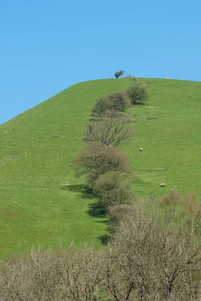 Welsh Hillside Meandering Hedge Sheep Bright Sunny Early Spring Day — Stock Photo, Image