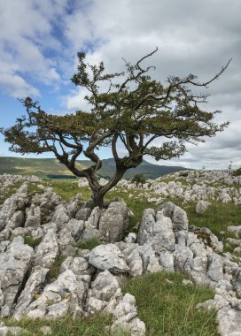 Kırık ve çatlak Kireçtaşı Kaldırım bir si ile grykes oluşturan