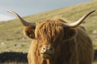 Bir yayla ineğinin kafa vuruşunu kapatın 