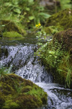 Çiçekli maymun çiçeği ile Moorland dere (Mimulus guttatus).