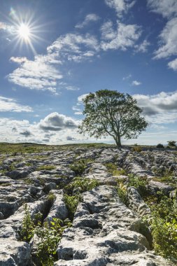Backlit Tek Ağaç Yorkshire Dales ile Kireçtaşı Kaldırım, İngiltere