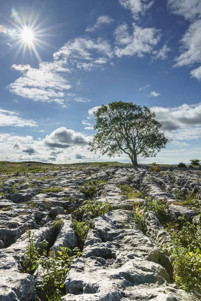 Pavimento de piedra caliza con retroiluminación de un solo árbol Yorkshire Dales, Reino Unido —  Fotos de Stock