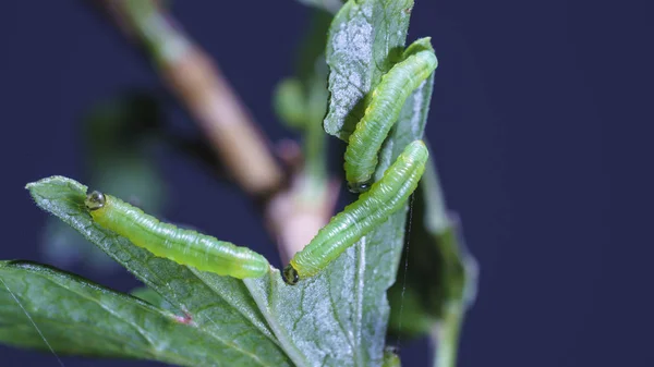 Mindre krusbär bladstekel (nematus leucotrochus) larv — Stockfoto