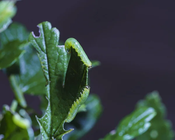 Mindre krusbär bladstekel (nematus leucotrochus) grub — Stockfoto
