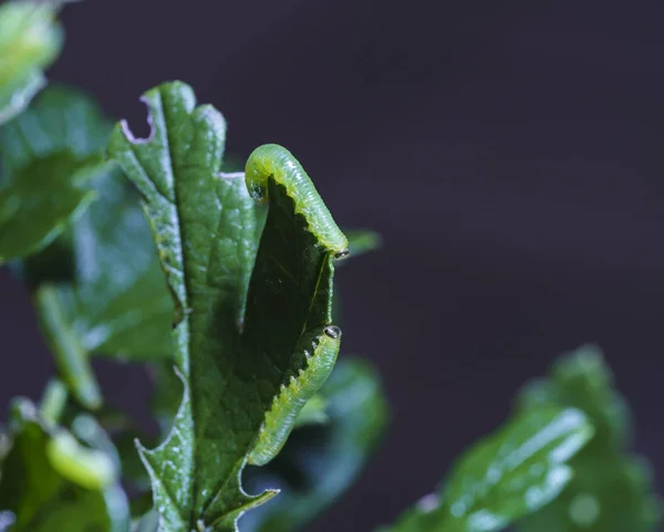 Gęsiego agrest (Nematus leucotrochus) grub — Zdjęcie stockowe