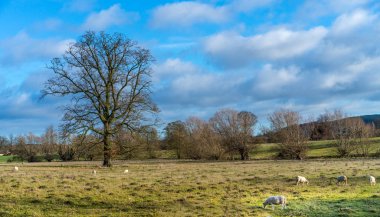 Mera nex üzerinde otlayan koyun ile Güzel Cotswold kırsal