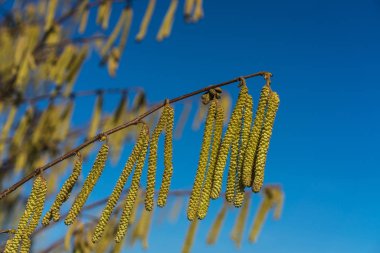Hazel Erkek Catkins (Corylus avellana) yakın çekim)