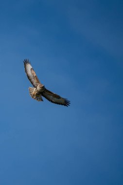 Ortak Şahin (Buteo buteo) mavi bir gökyüzüne karşı kayma