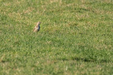 Ökse ardıç (turdus viscivorus) 