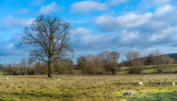 Mera nex üzerinde otlayan koyun ile Güzel Cotswold kırsal