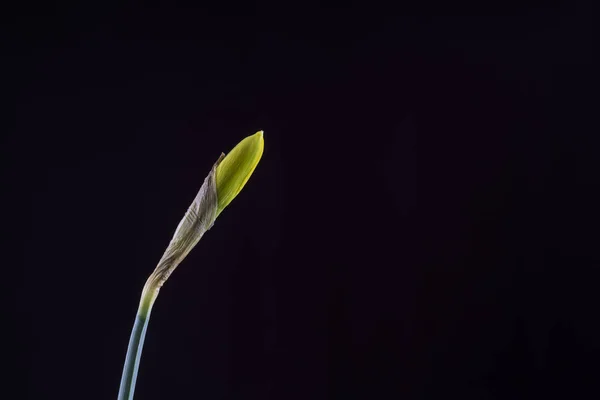 Daffodil เกิดขึ้นจากต้นไม้กับพื้นหลังสีดํา — ภาพถ่ายสต็อก