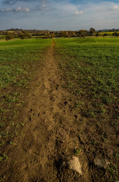 Pad door jonge tarwe in de late winter — Stockfoto