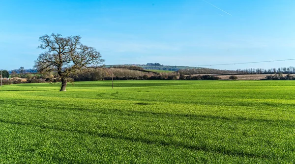 イギリスの田舎 — ストック写真