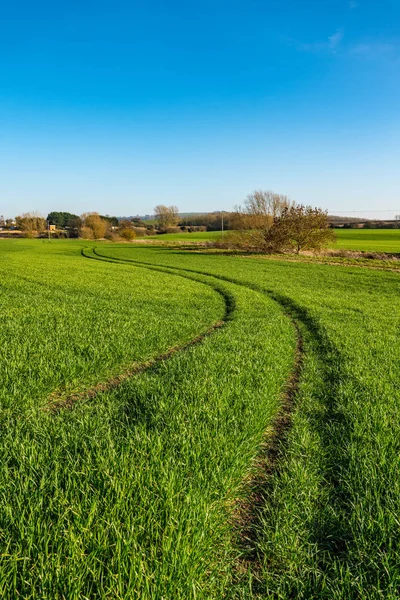 Mladé pšeničné pole, Warwickshire, Anglie — Stock fotografie