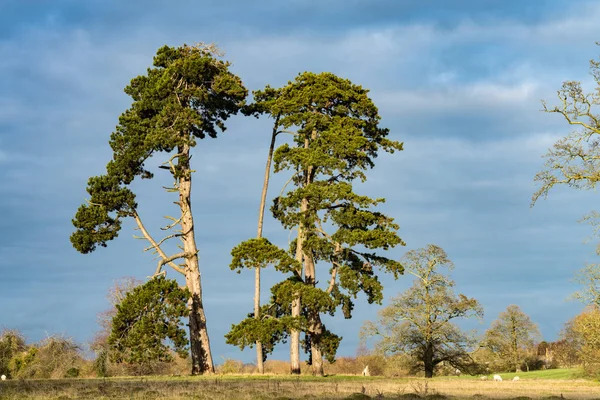 Four Tall Pine Trees in a Cotswold landscape — Stock Photo, Image