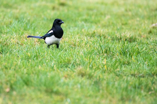 Nahaufnahme einer Elster (pica pica) — Stockfoto