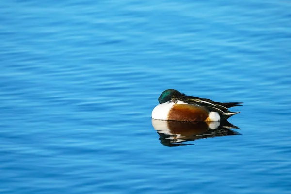 Northern Shoveler Duck (Anas clypeata) — Stock Photo, Image