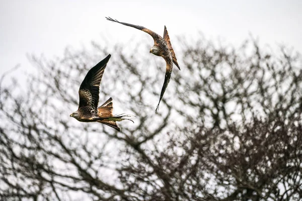 Duas pipas vermelhas (Milvus milvus) voando da direita para a esquerda — Fotografia de Stock