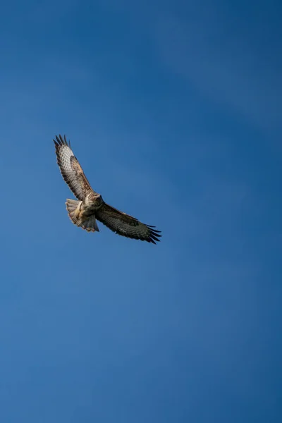 Buitre común (Buteo buteo) deslizándose contra un cielo azul —  Fotos de Stock