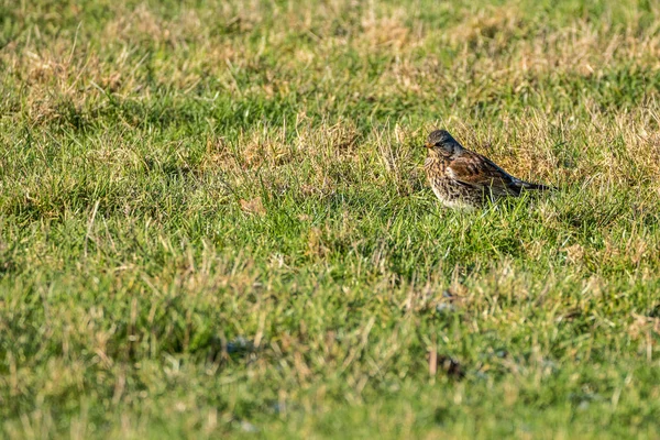 Feldfrüchte (turdus pilaris)) — Stockfoto