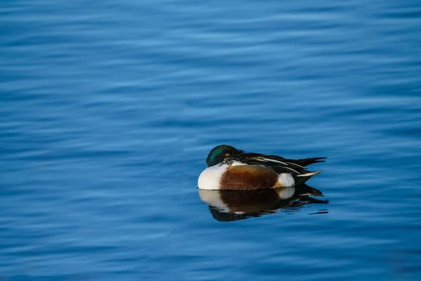Northern Shoveler Duck (Anas clypeata) — Stock Photo, Image