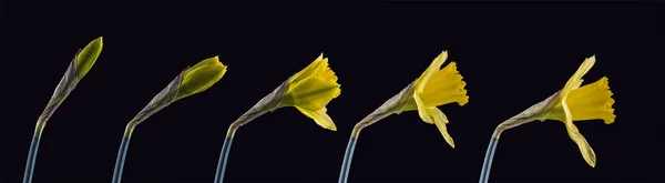 Séquence de jonquille fleurissant sur un fond noir — Photo