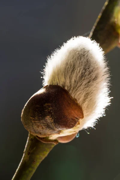 Close up de salgueiro bichano emergente na primavera — Fotografia de Stock