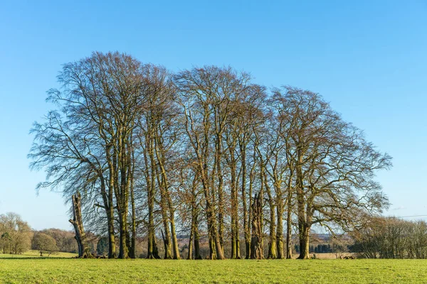 Yetişkin ağaçların Bir Copse haddeleme İngiliz Kırsal ayarlanmış — Stok fotoğraf