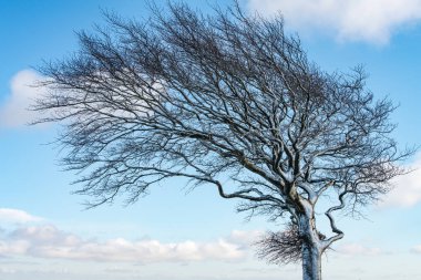 Close up of a wind blown snow covered tree against a blue sky clipart